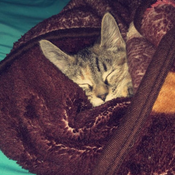 Meet your Posher, Maddie - Picture 1 of 1